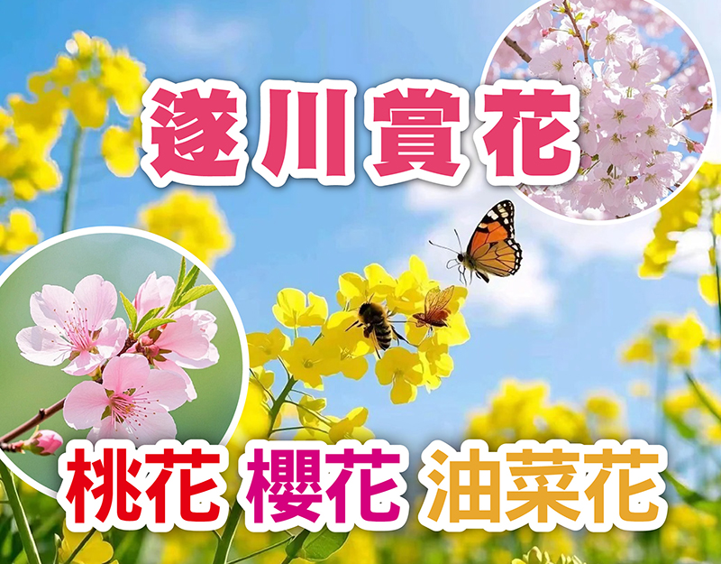 遂川賞桃花、櫻花、千畝油菜花海，純玩無自費無購物，政府補貼，3天只需$99！